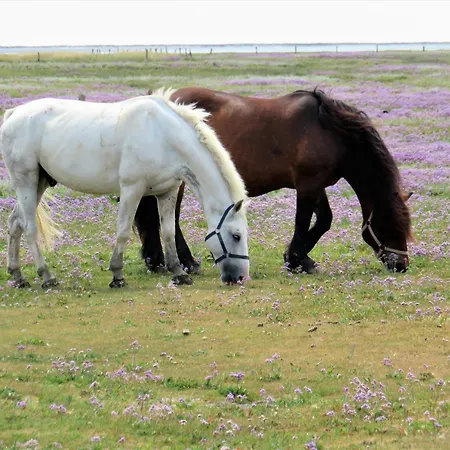 公寓 Haus Duenenkate Seeloewe *