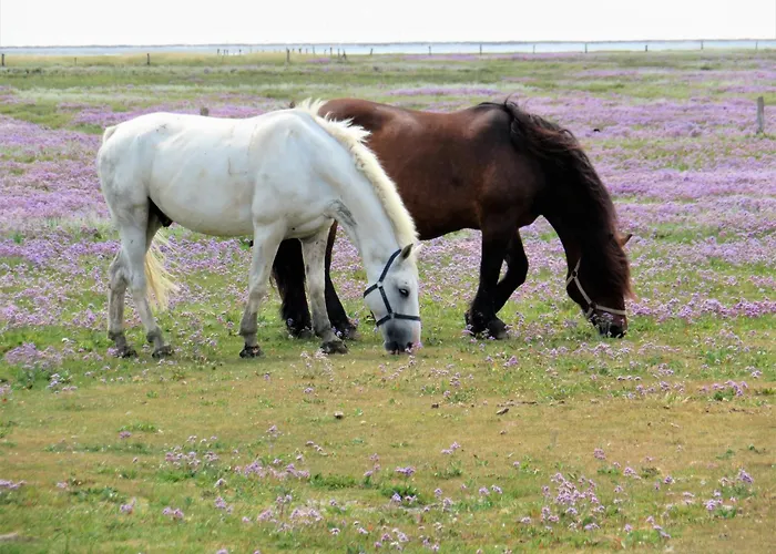 Apartamento Haus Dünenkate Seelöwe *